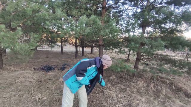 Обрізка сосен. Дача. Обрізка сосни звичайної. смотреть онлайн