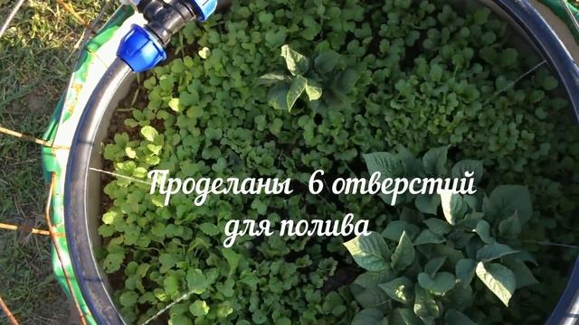 БОЧКОДРОМ - 2019 (или ДРУГОЙ СПОСОБ выращивания КАРТОШКИ) смотреть онлайн