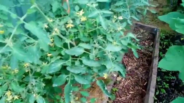 22.07/ Опрыскивание ПУЛЬВИЛИЗАТОРОМ по листу от болезней/Смесь: молоко,йод,марганцовка,бор смотреть онлайн