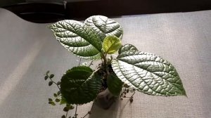 Бомерия или Бемерия. Уход за растением в домашних условиях.