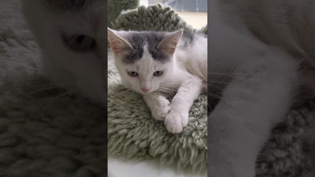 Вот оно, #спасеный #умирающий котенок# из #теплоузла! смотреть онлайн