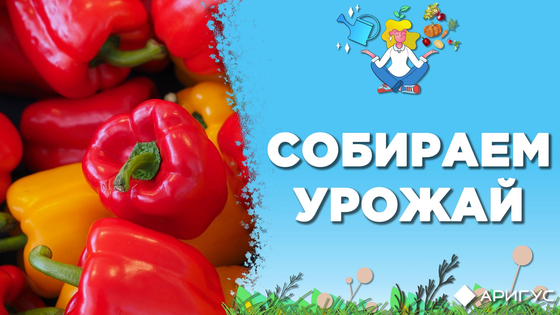Когда можно собирать урожай и с чего начать