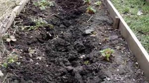 Домашние хлопоты.Лук порей зимует и размножается сам у меня на грядке.