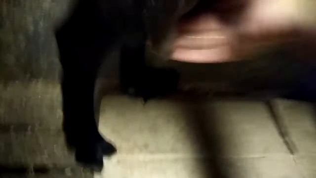 Козочка Татушка. Что такое девичье молоко. смотреть онлайн