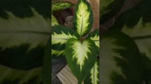 Aglaonema Red Valentine. Aglaonema Sparkling Sarah. Chinese Evergreens.