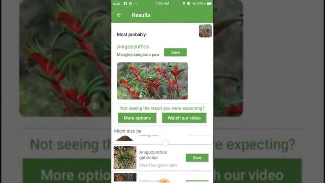 PlantSnap identifies a Mangles kangaroo paw (Anigozanthos manglesii) смотреть онлайн