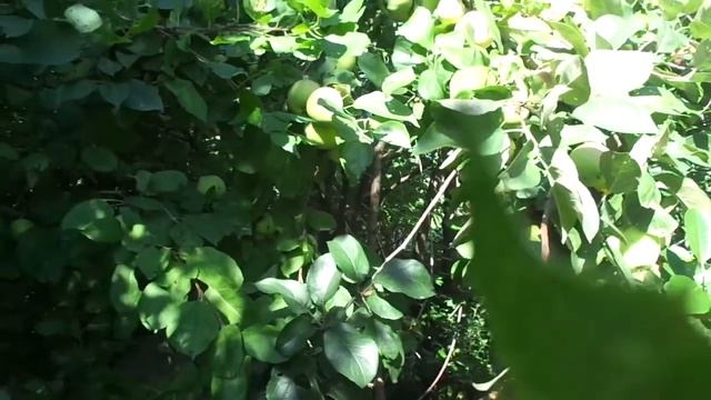 Что делать ,если на Яблони мелкие плоды? смотреть онлайн