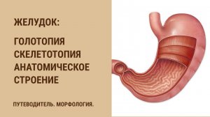 Желудок. Голотопия. Скелетотопия. Анатомическое строение
