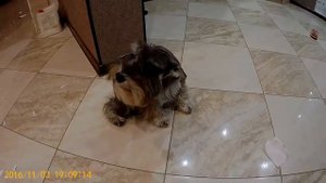 Тайк один дома ( цвергшнауцер шкодный)