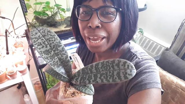 Orchid unboxing: Phalaenopsis Schilleriana - Focus on beauty all around #unboxing #orchid смотреть онлайн