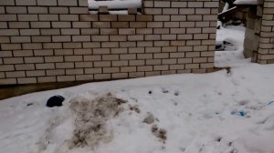 "Мартовский" жук / майский жук зимой