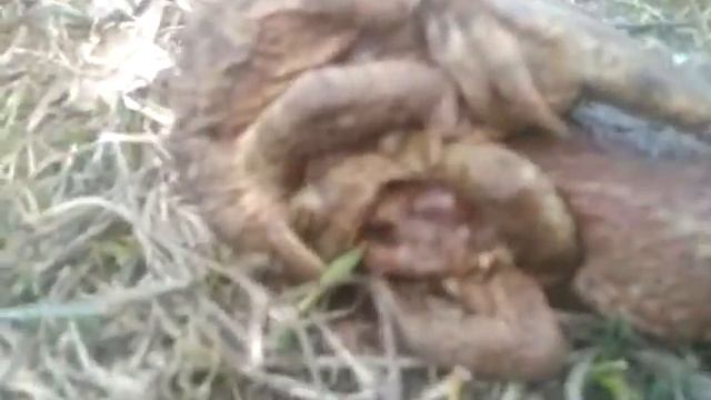 жабья груповуха))) смотреть онлайн