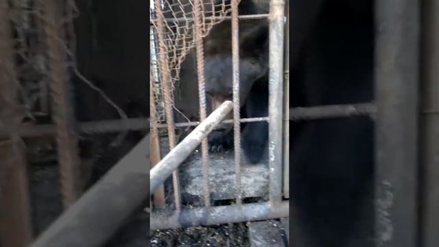 Муж подарил жене медведя. смотреть онлайн