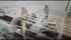 Ярмарка голубей в г Орске 26 февраля 2023г, (Россия)Pigeon Fair in Orsk on February 26, 2023 pigeon