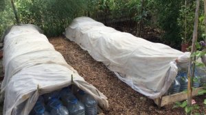 КЛЕМАТИСЫ.  Как сделать ЛУЧШИЙ череночник  для  РАЗМНОЖЕНИЯ на 1500 шт.черенков