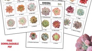 Echeveria varieties you might not have heard of yet!