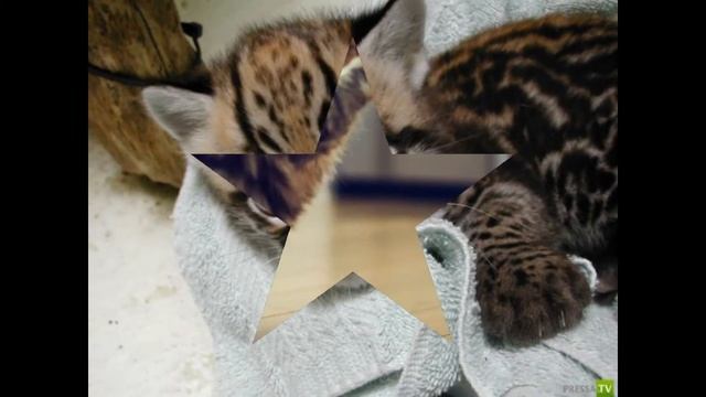 8 самых милых котят в мире. Кто любит животных лайк! смотреть онлайн