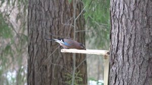 Сойка пересмешница на кормушке в лесу