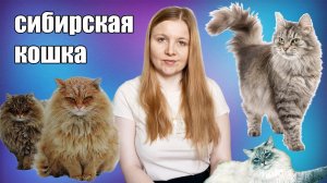 Cибирская кошка. История и особенности породы