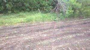Боронование по всходам подсолнечника Эффективно