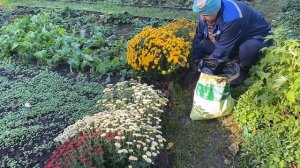 Посадка тюльпанов под зиму в кашпо и в грядку. Кроты мне в помощь!!!