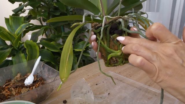 Можно пересадить орхидею с цветоносом. Пересадка орхидеи после покупки в магазине. Как пересадить орхидею в другой горшок. Размножение орхидеи цветоносом. Детка орхидеи на стволе.