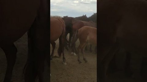 жеребец породы (жабы)