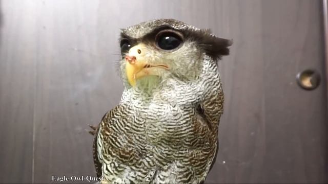 Eagle Owl (Choco) swallowing her dinner フクロウ ワシミミズク сова сыч филин 雕鸮 猫头鹰 올빼미목 Burung Hantu