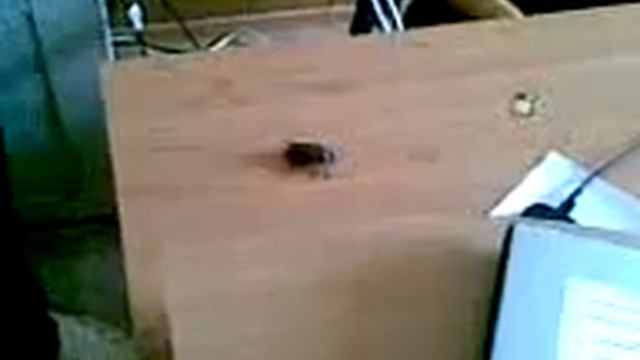 Жук навозник и опер смотреть онлайн