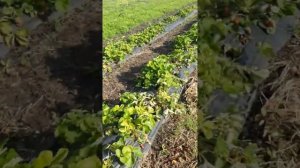 корневые гнили клубники