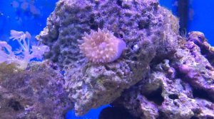 Кормление маленькой актинии