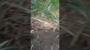 Сапропель на дне высохшего озера