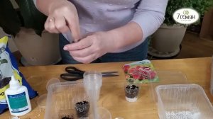 ПОСАДКА ПЕЛАРГОНИИ В СТАКАНЧИКИ И ТОРФЯНЫЕ ТАБЛЕТКИ!