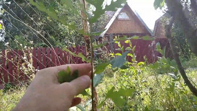 Дубы. Сеянцы пирамидального дуба. смотреть онлайн