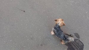 Фею окружили детские голоса 😀 🐕