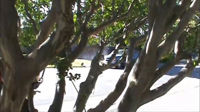 medicinal crepe myrtle and urban firemaking resource смотреть онлайн