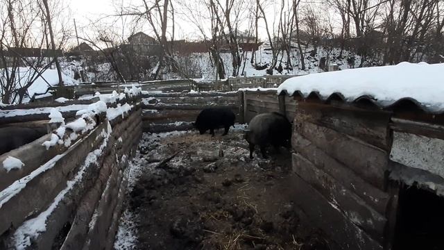 Уличное содержание свиней ! Зимой в морозы.