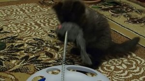 сибирский котик. 2 месяца. окрас черный дым.