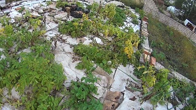 1823 Как лук и картошку собирал под картоном №2 смотреть онлайн