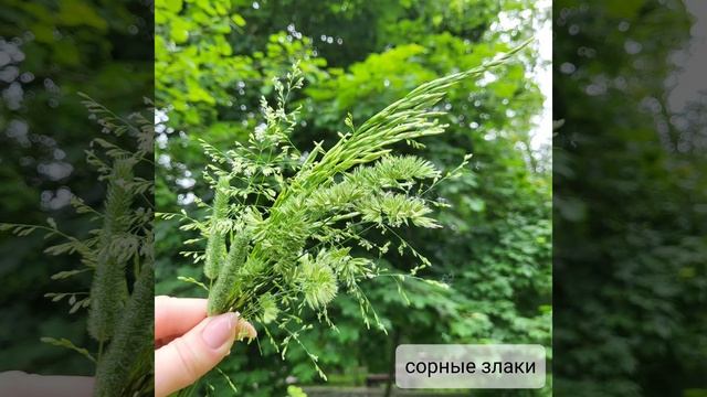 сорные травы для канареек смотреть онлайн