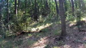 Поездка на мотоблоке, за грибами.