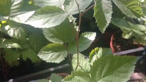 Саженцы ежевики в контейнерах (Блек Джем, Черная магия, Вошито, Осейдж, Небеса могут подождать)