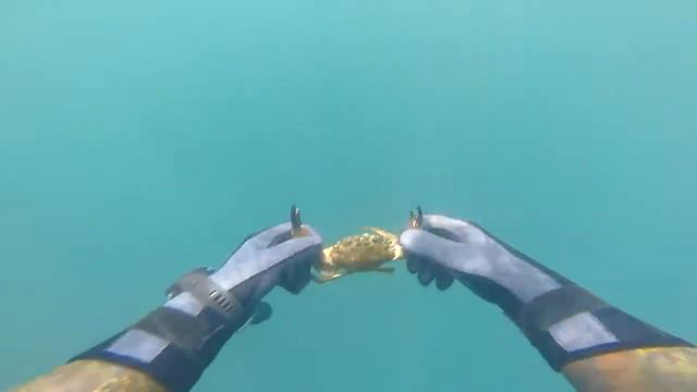 Подводная охота в Каче