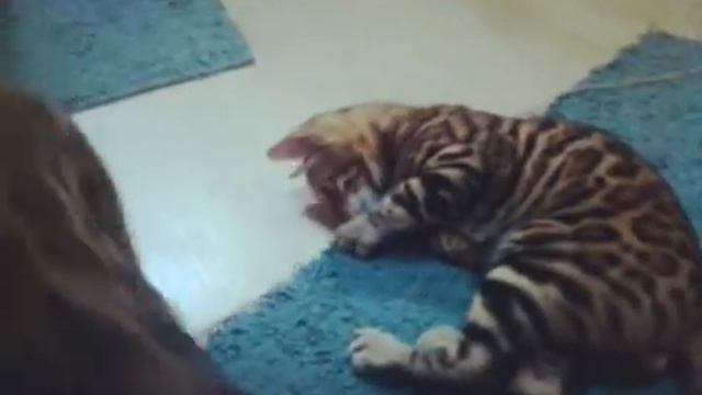 Бенгальские коты