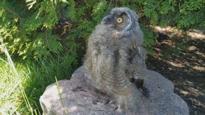 Ушастый совёнок на прогулке🦉
