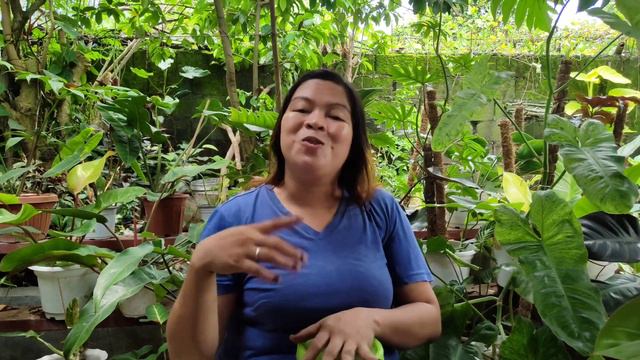 VARIEGATED LEAVES... NAGING REVERTED... Ito gawin new.. easy way.. смотреть онлайн