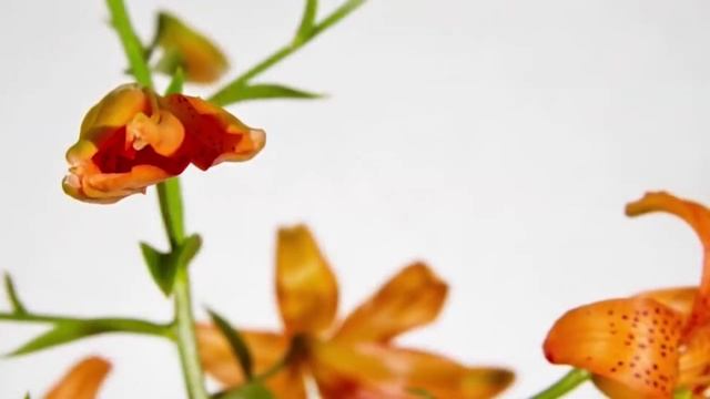 СНИЖЕНИЕ ВЕСА.ПОХУДЕНИЕ. МАТРИЦА ГАРЯЕВА. смотреть онлайн