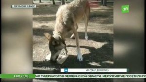 60 покусанных детей за год  Зоозащитники требуют закрыть контактный зоопарк в центре Челябинска