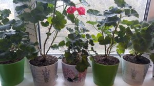 СРОКИ ПЕРЕСАДКИ И ЧЕРЕНКОВАНИЯ ЦВЕТОВ ОСЕНЬЮ?/КАК ЧЕРЕНКОВАТЬ БЕГОНИЮ ЭЛАТИОР?♀️ОБЗОР ЦВЕТОВ?