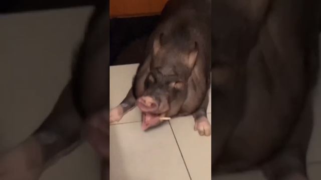 Сколько денег уходит на минипига ,содержание  минипига микропига
